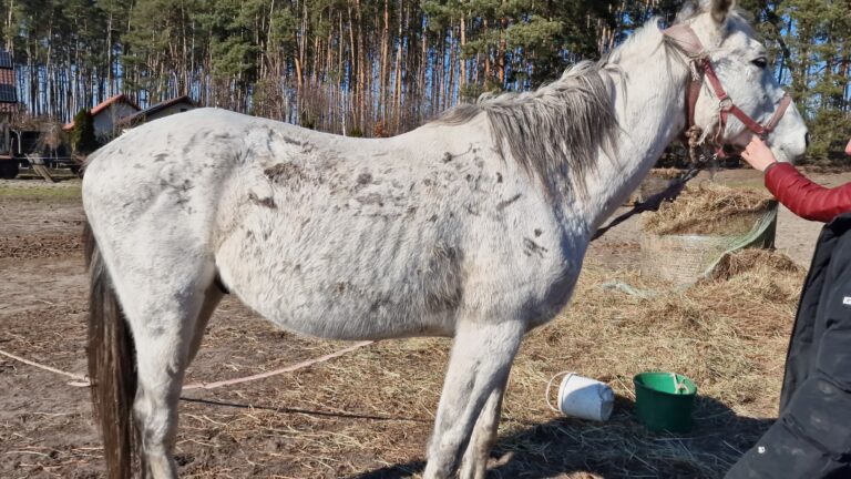 Konie w piekle zaniedbań