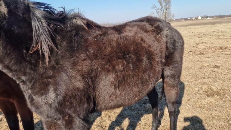 Konie w piekle zaniedbań