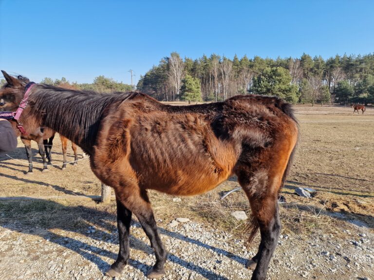 Konie w piekle zaniedbań