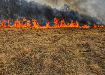 Pożar nieużytków w Sułowie