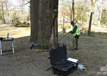 Nowoczesne badania dendrologiczne w Krotoszynie