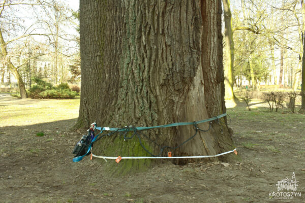 Nowoczesne badania dendrologiczne w Krotoszynie