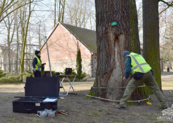 Nowoczesne badania dendrologiczne w Krotoszynie
