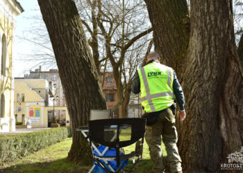 Nowoczesne badania dendrologiczne w Krotoszynie