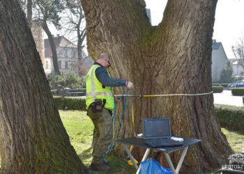 Nowoczesne badania dendrologiczne w Krotoszynie