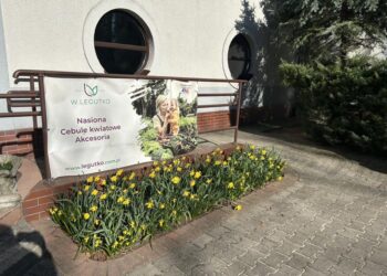 Szkolne Pole Nadziei rozkwitło w ZSP 3