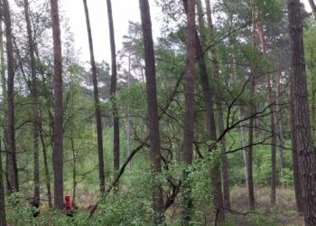 Strażacy kontra żywioł – ćwiczenia w Rochach