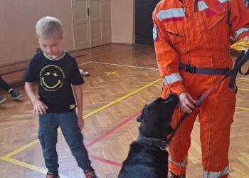 Pies ratownik w akcji