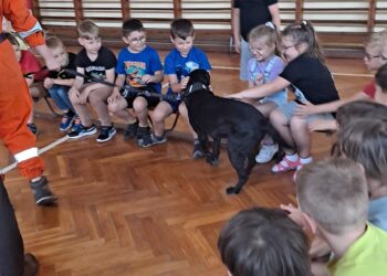 Pies ratownik w akcji