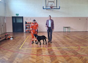 Pies ratownik w akcji