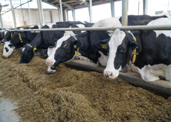 260 mlecznych uśmiechów