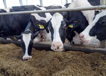 260 mlecznych uśmiechów