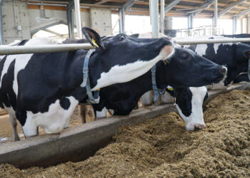 260 mlecznych uśmiechów