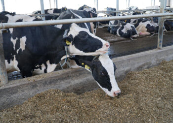 260 mlecznych uśmiechów