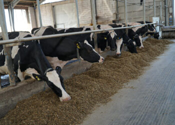 260 mlecznych uśmiechów