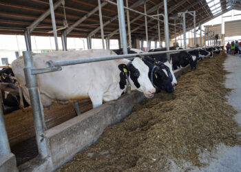 260 mlecznych uśmiechów