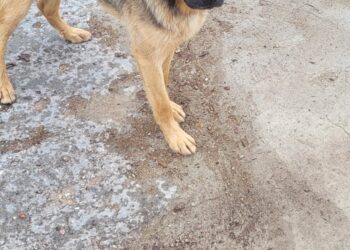 Błąkające się psy