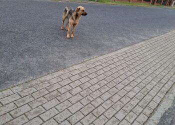 Błąkające się psy