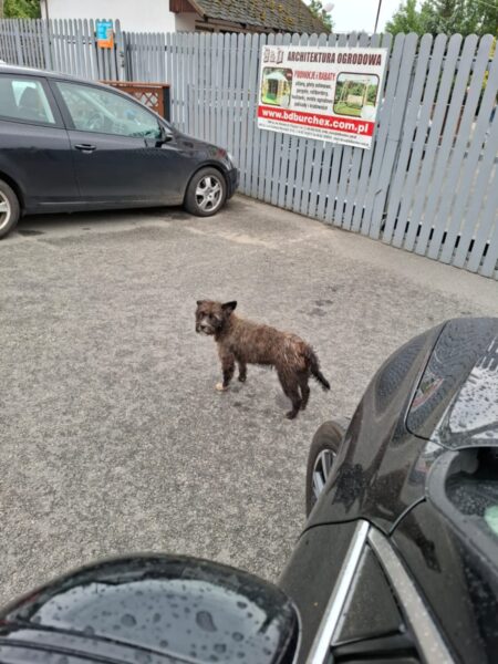 Błąkające się psy