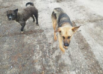 Błąkające się psy