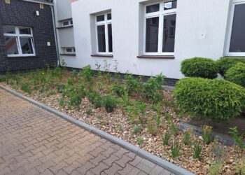 Gmina Milicz działa na rzecz klimatu