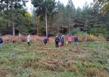 Las dla przyszłych pokoleń