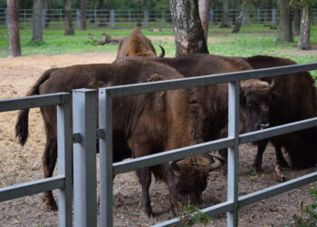 Wizyta studyjna bibliotekarzy
