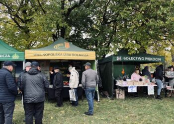 Święto orki i dyni w Piękocinie Święto orki i dyni w Piękocinie