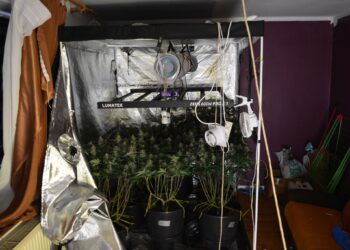 Plantacja konopi zlikwidowana