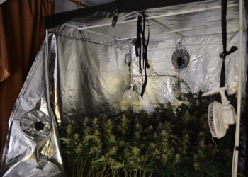 Plantacja konopi zlikwidowana