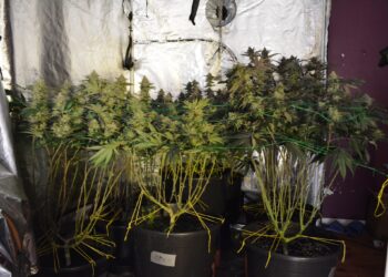 Plantacja konopi zlikwidowana