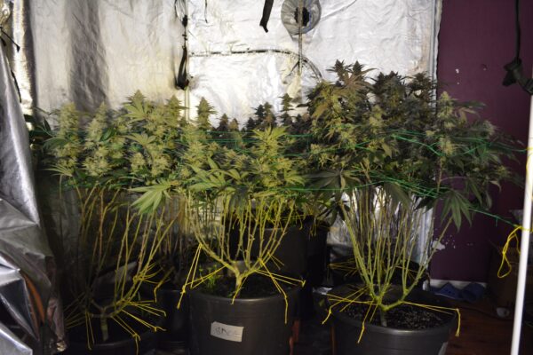 Plantacja konopi zlikwidowana