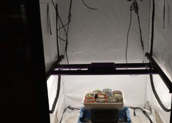 Plantacja konopi zlikwidowana