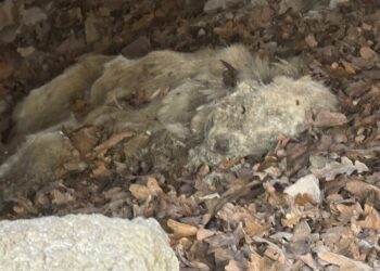 Martwe psy w kapliczce cmentarnej w Wierzchowicach. Sprawą zajął się ośrodek „Okiem Wilka”