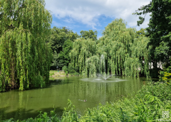 Zielony impuls dla parku. Gmina oczyści stawy w Parku Miejskim im. Wojska Polskiego