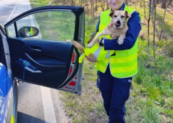 Pies biegał krajową piętnastką. Policjanci zabrali go z jezdni