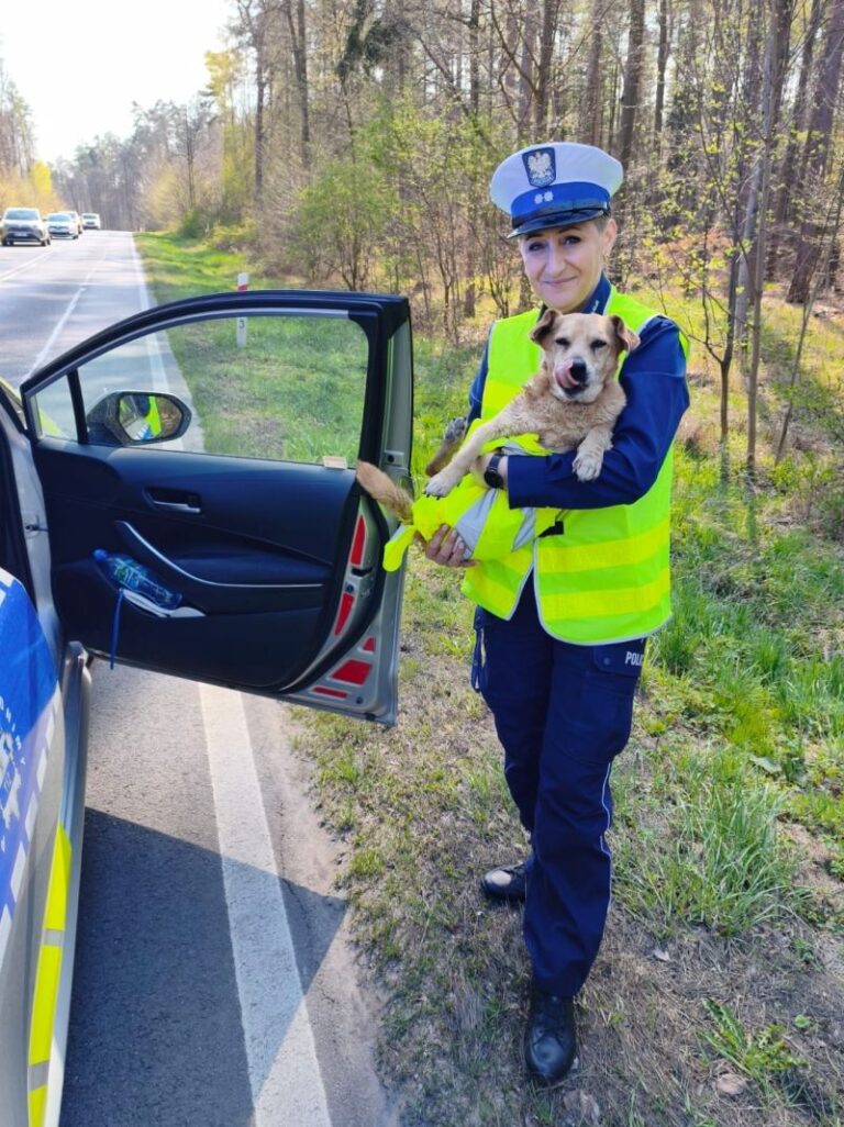 Pies biegał krajową piętnastką. Policjanci zabrali go z jezdni