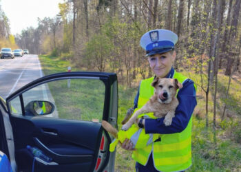 Pies biegał krajową piętnastką. Policjanci zabrali go z jezdni
