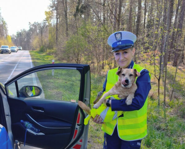 Pies biegał krajową piętnastką. Policjanci zabrali go z jezdni