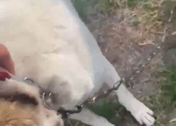Dwa psy odebrane z posesji pod Miliczem. Policja sprawdza, czy doszło do znęcania
