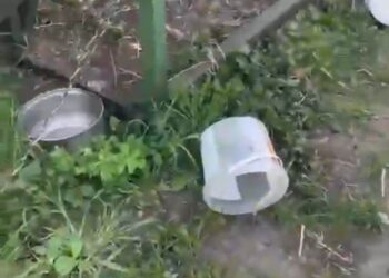 Dwa psy odebrane z posesji pod Miliczem. Policja sprawdza, czy doszło do znęcania