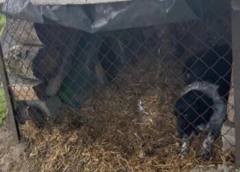 Pies odebrany właścicielowi. Policja sprawdza, czy doszło do znęcania