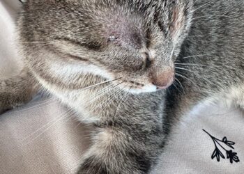 Postrzelony kot i seria zatruć. Mieszkańcy alarmują: ktoś zagraża zwierzętom i ludziom