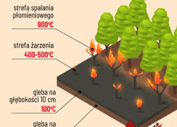 Nocny pożar lasu w Zdunach. Spłonęły hektary ściółki. Akcja trwała ponad 5 godzin