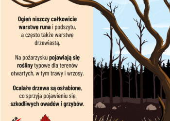 Nocny pożar lasu w Zdunach. Spłonęły hektary ściółki. Akcja trwała ponad 5 godzin