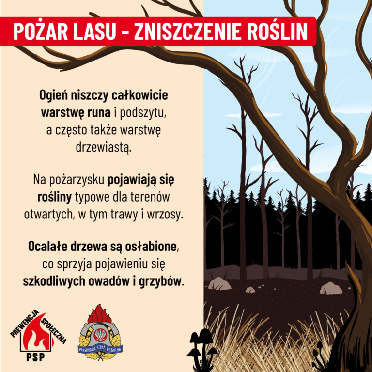 Nocny pożar lasu w Zdunach. Spłonęły hektary ściółki. Akcja trwała ponad 5 godzin