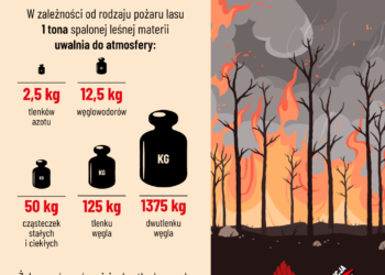 Nocny pożar lasu w Zdunach. Spłonęły hektary ściółki. Akcja trwała ponad 5 godzin