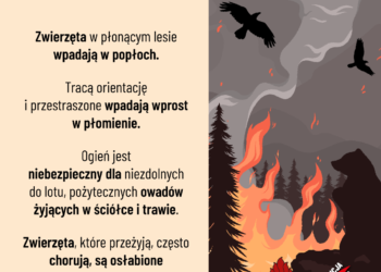 Nocny pożar lasu w Zdunach. Spłonęły hektary ściółki. Akcja trwała ponad 5 godzin
