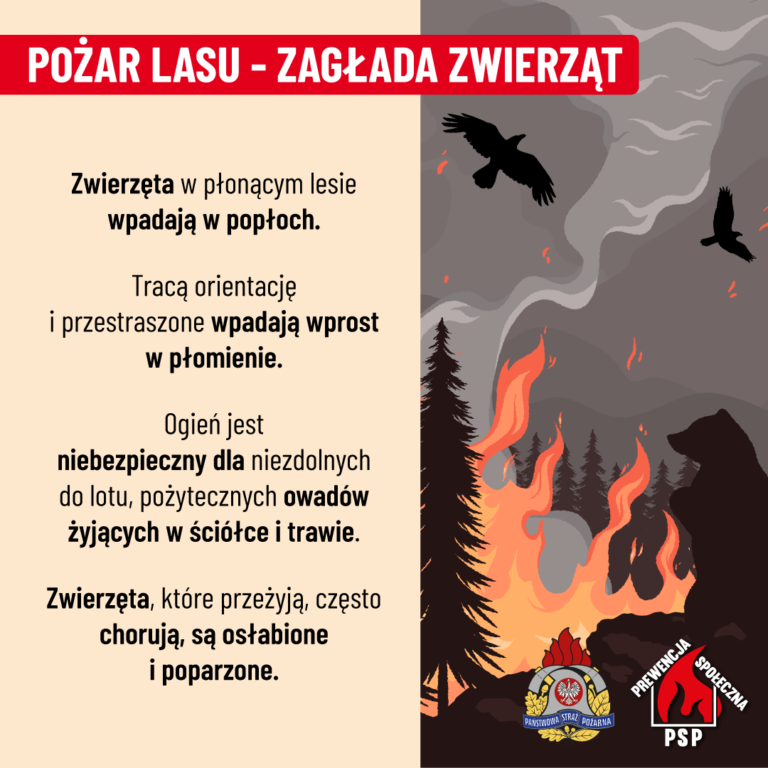 Nocny pożar lasu w Zdunach. Spłonęły hektary ściółki. Akcja trwała ponad 5 godzin