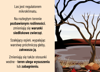 Nocny pożar lasu w Zdunach. Spłonęły hektary ściółki. Akcja trwała ponad 5 godzin